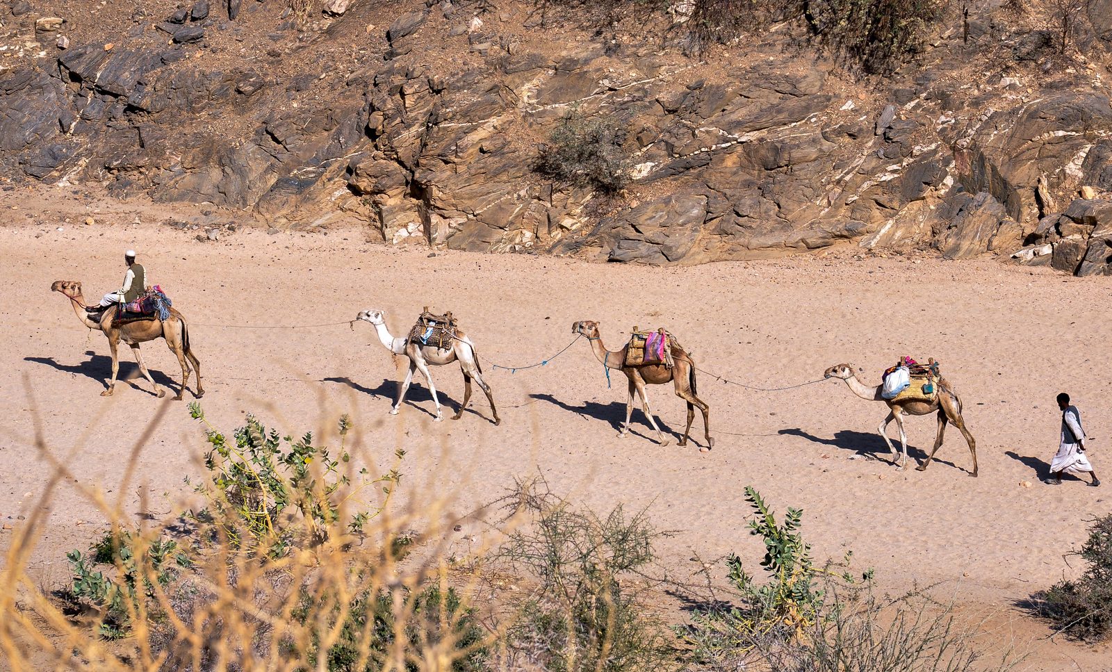 Four laden camels roped nose to tail crossing pale sand below a rock ridge, one man riding and one walking behind