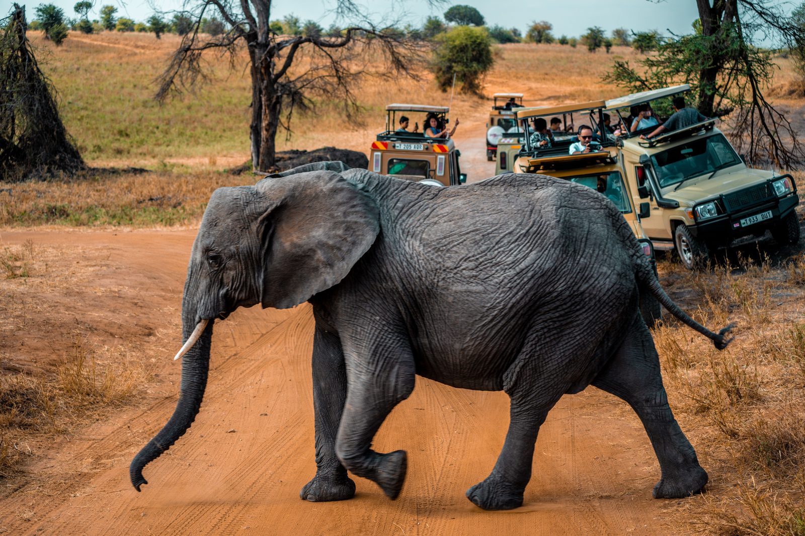 An elephant crossing a dirt track in front of a line of stopped safari vehicles in dry savanna