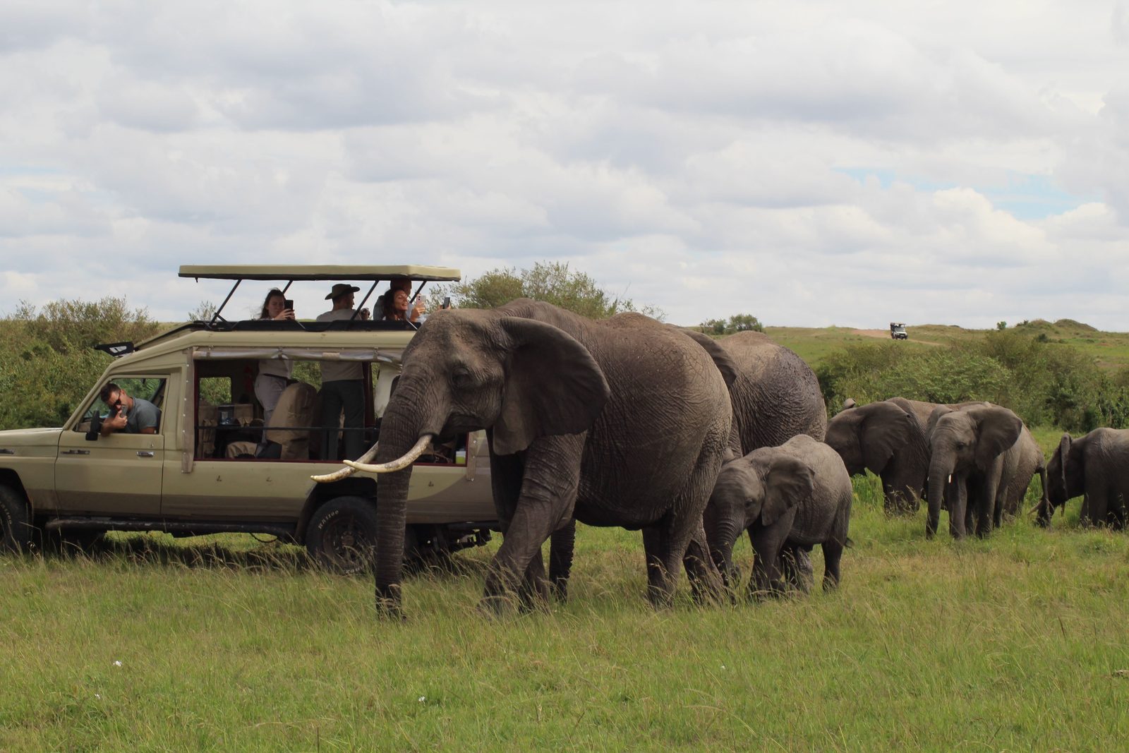 A herd of elephants walking past an open-sided safari vehicle in long grass, the people inside watching from a few metres away