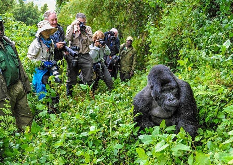 A silverback mountain gorilla sitting in dense green undergrowth on a forested slope while a line of trekkers and guides photograph it from a few metres away