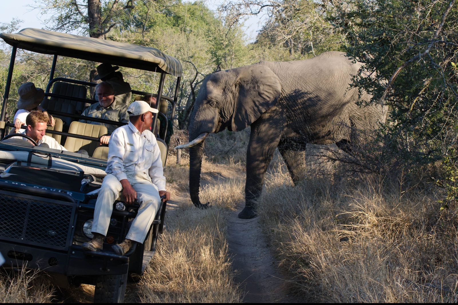 A tracker in a white shirt and cap sits on the wing seat of an open Land Rover, watching an elephant walk along the sand track beside them while three passengers look on from the tiered seats behind