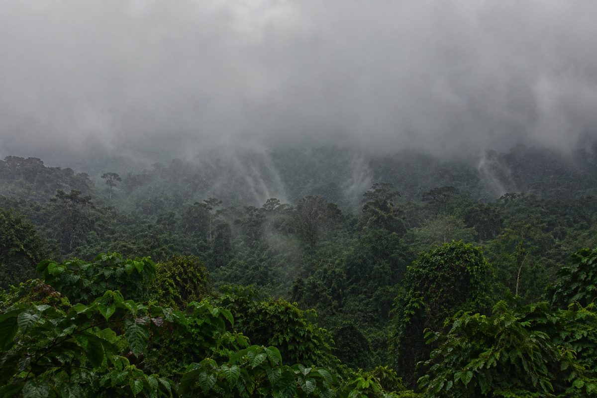 Heavy cloud sitting on the rainforest above Buea in the wet season