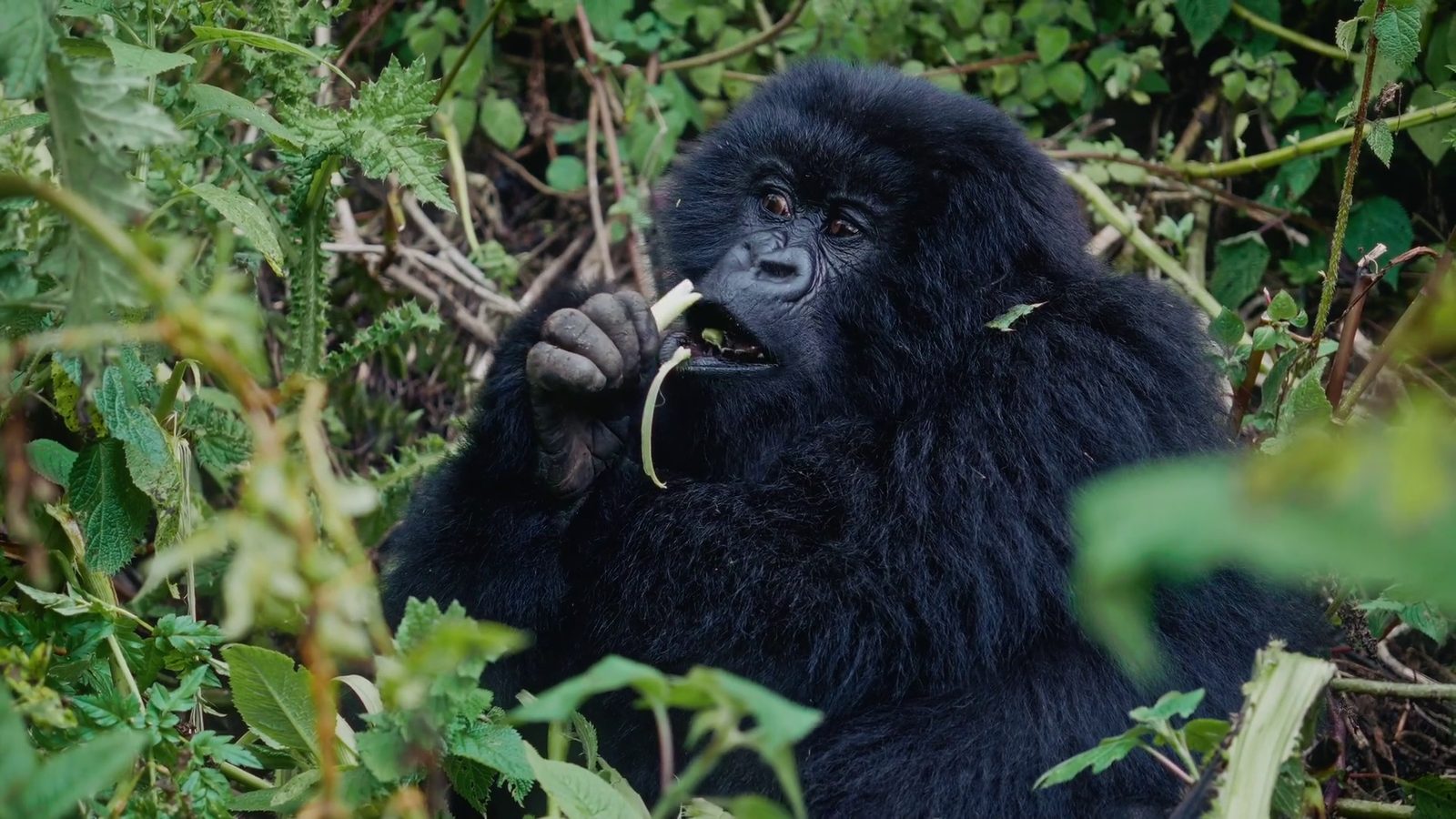 A mountain gorilla feeding in dense green undergrowth on a forested slope, close enough to see the leaf held in its hand and the eye turned towards the camera